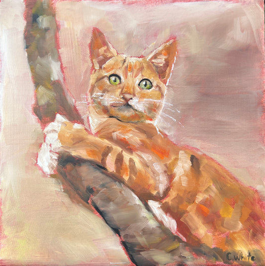 Orange Cat - 10”x10”